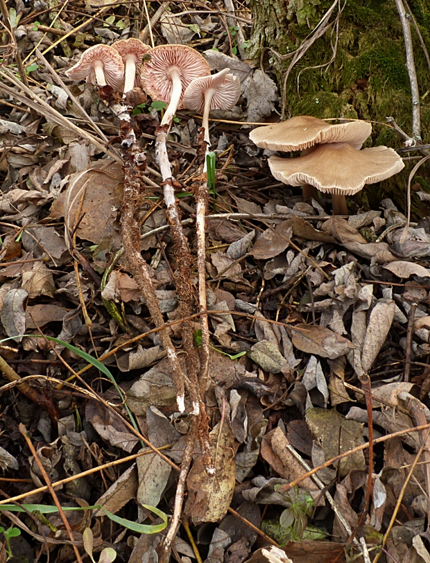 prilbička Mycena sp.