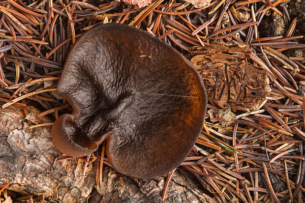 čiaška Peziza sp.