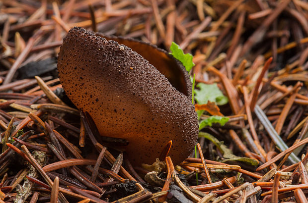 čiaška Peziza sp.