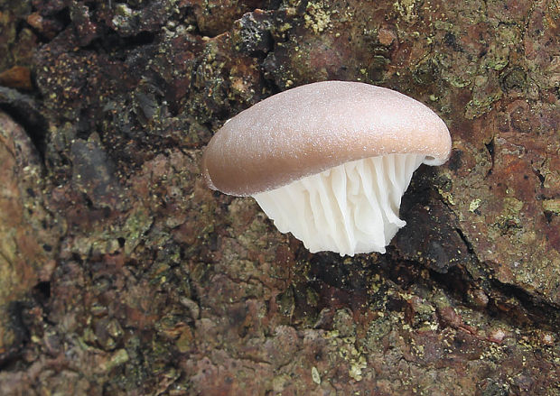 hliva smreková Pleurotus abieticola R.H. Petersen & K.W. Hughes