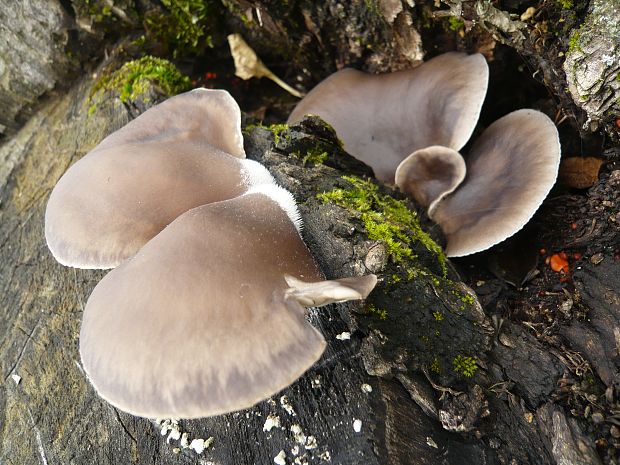 hliva ustricovitá Pleurotus ostreatus (Jacq.) P. Kumm.