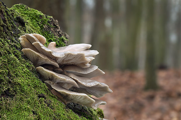 hliva ustricovitá Pleurotus ostreatus (Jacq.) P. Kumm.