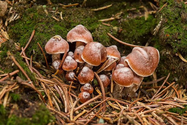 drobuľka ? Psathyrella sp.