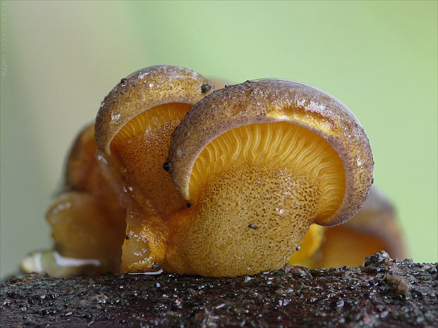 pňovka neskorá Sarcomyxa serotina (Pers.) P. Karst.