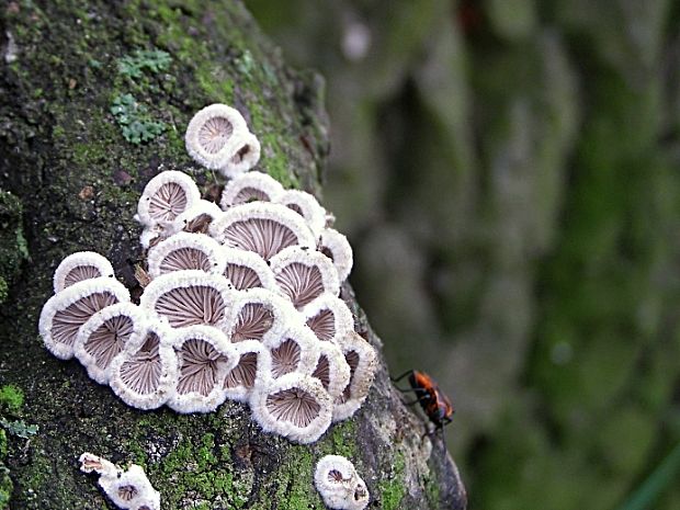 klanolupeňovka obyčajná-klanolístka obecná Schizophyllum commune Fr.