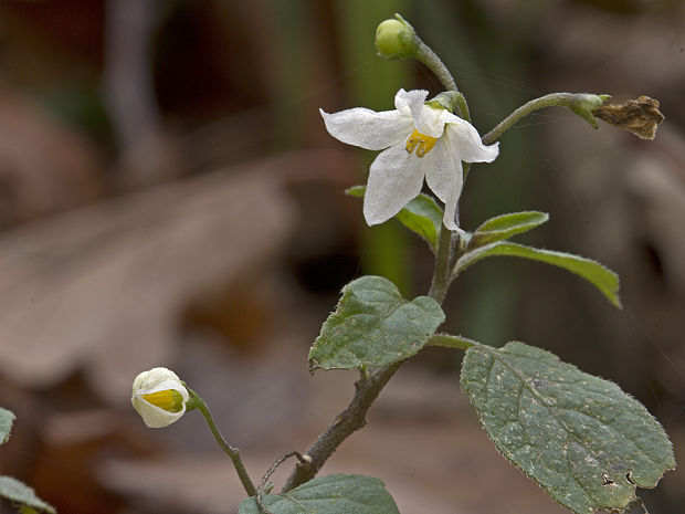 ľuľok čierny Solanum cf. nigrum L.