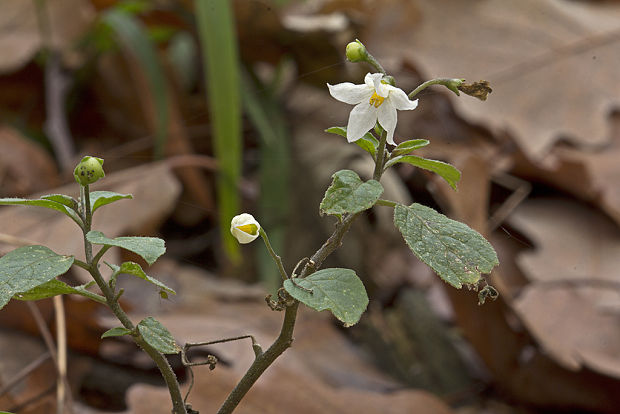 ľuľok čierny Solanum cf. nigrum L.