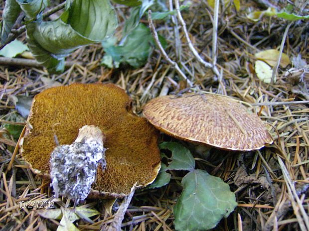 masliak duglaskový Suillus lakei (Murrill) A.H. Sm. & Thiers