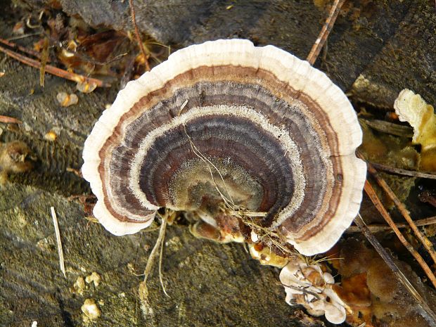 trúdnikovec pestrý Trametes versicolor (L.) Lloyd