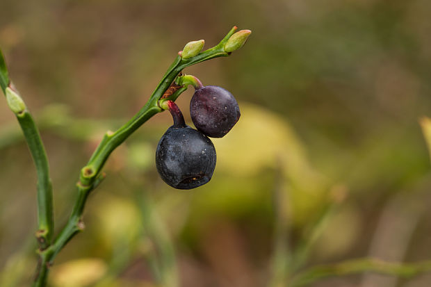 čučoriedka skoro zimná :) Vaccinium myrtillus L.