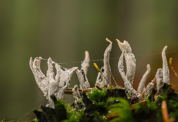 drevnatec parohatý Xylaria hypoxylon (L.) Grev.