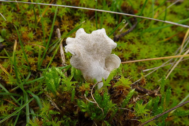 rebrovička lopatkovitá  Arrhenia spathulata  (Fr.) Redhead