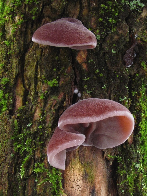 uchovec bazový Auricularia auricula-judae (Bull.) Quél.