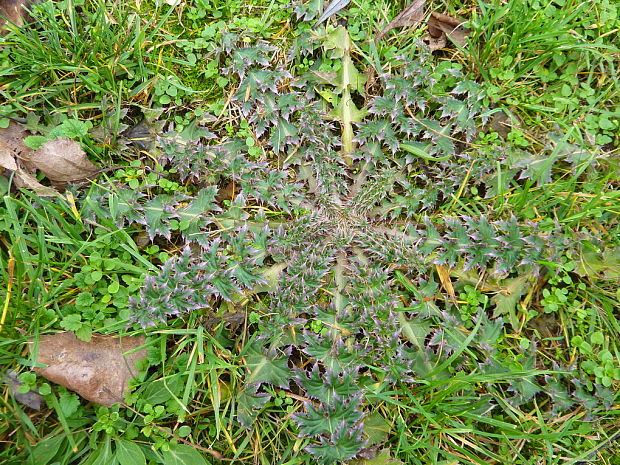 pichliač Cirsium sp.