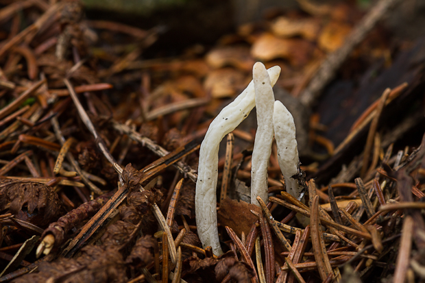 konárovka vráskavá Clavulina rugosa (Bull.) J. Schröt.