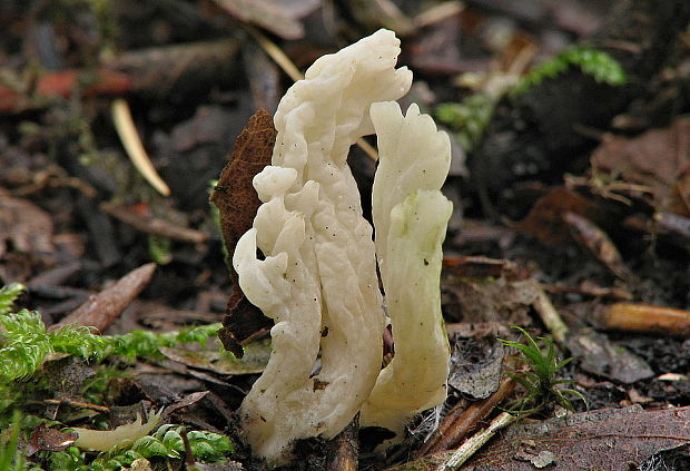 konárovka vráskavá Clavulina rugosa (Bull.) J. Schröt.