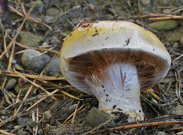 pavučinovec Cortinarius sp.