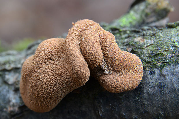 dutinovka otrubnatá Encoelia furfuracea (Roth) P. Karst.