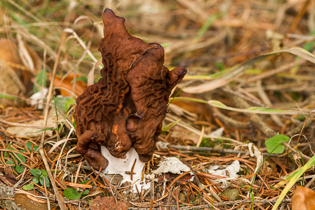 ušiak mitrovitý Gyromitra infula (Schaeff.) Quél.