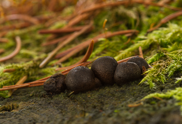 vlčinka Lycogala sp.