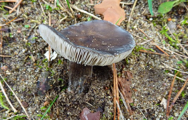 tmavuľka Melanoleuca sp.