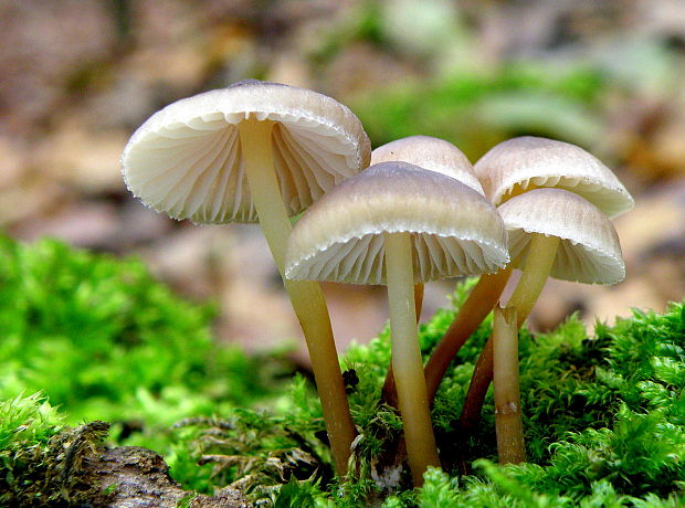 prilbička naklonená Mycena inclinata (Fr.) Quél.