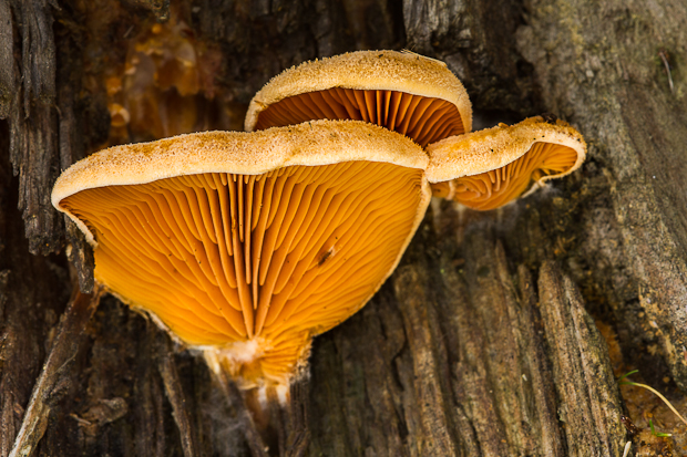 hlivník hniezdovitý Phyllotopsis nidulans (Pers.) Singer