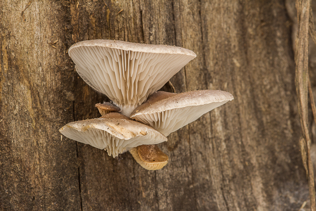 hliva smreková Pleurotus abieticola R.H. Petersen & K.W. Hughes