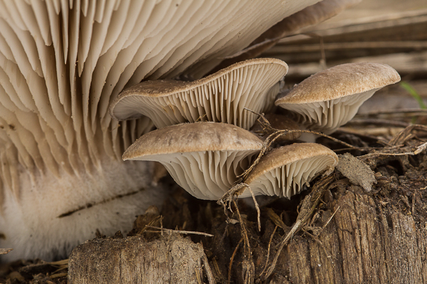 hliva smreková Pleurotus abieticola R.H. Petersen & K.W. Hughes