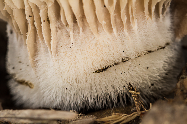 hliva smreková - detail Pleurotus abieticola R.H. Petersen & K.W. Hughes