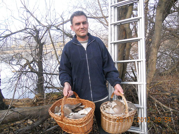 hliva ustricovitá Pleurotus ostreatus (Jacq.) P. Kumm.