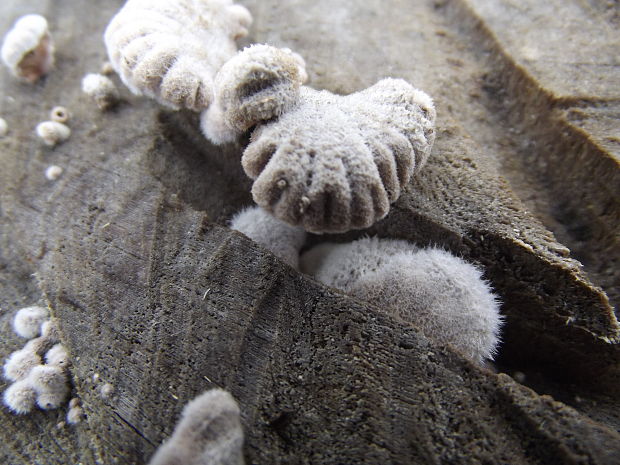 klanolupeňovka obyčajná Schizophyllum commune Fr.