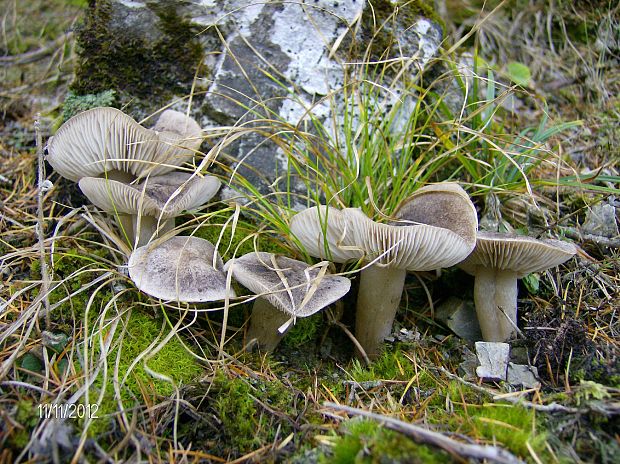 čírovka Tricholoma sp.