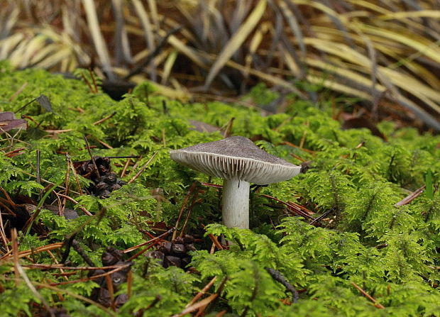 čírovka zemná Tricholoma terreum (Schaeff.) P. Kumm.