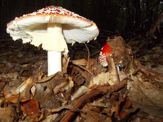 muchotrávka červená Amanita muscaria (L.) Lam.