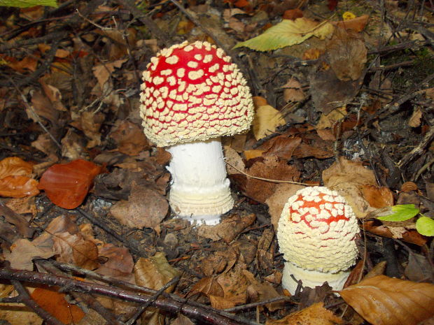 muchotrávka červená Amanita muscaria (L.) Lam.