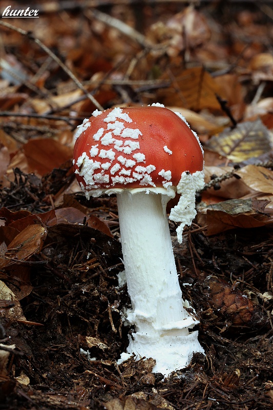 muchotrávka červená Amanita muscaria (L.) Lam.