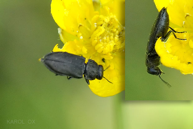 krasoň Anthaxia quadripunctata