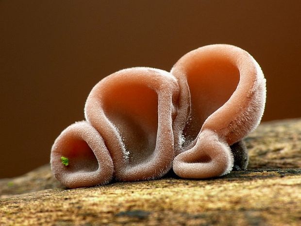 uchovec bazový Auricularia auricula-judae (Bull.) Quél.