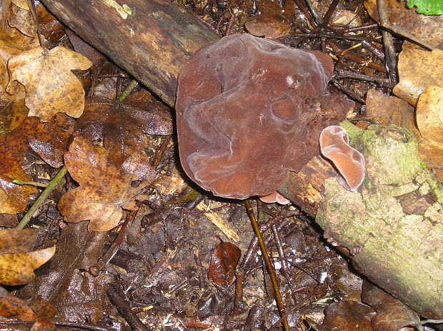 uchovec bazový Auricularia auricula-judae (Bull.) Quél.