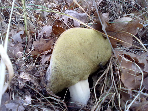 hríb smrekový Boletus edulis Bull.