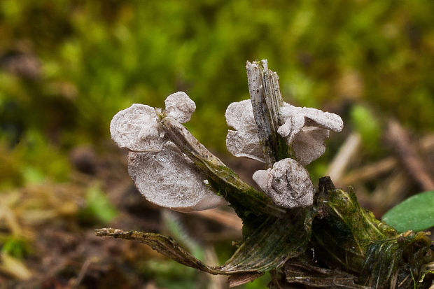 škľabôčka žihľavová Calyptella capula (Holmsk.) Quél.