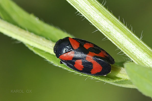 peniarka červená Cercopis vulnerata