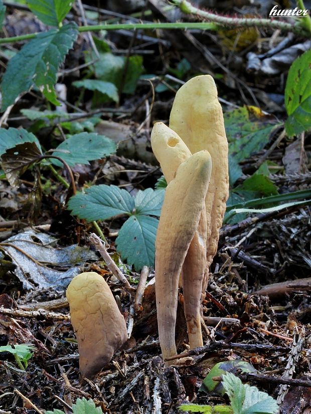 kyjak jazykovitý Clavariadelphus ligula (Schaeff.) Donk