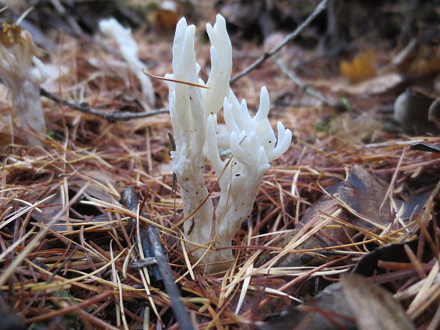 konárovka vráskavá Clavulina rugosa (Bull.) J. Schröt.