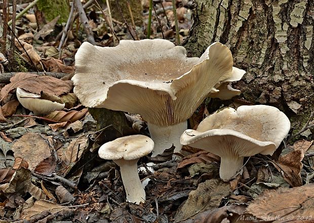 strmuľka inovaťová Clitocybe nebularis (Batsch) P. Kumm.