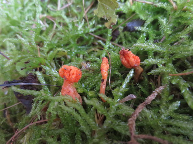 žezlovka hmyzová Cordyceps militaris (Fr.) Link