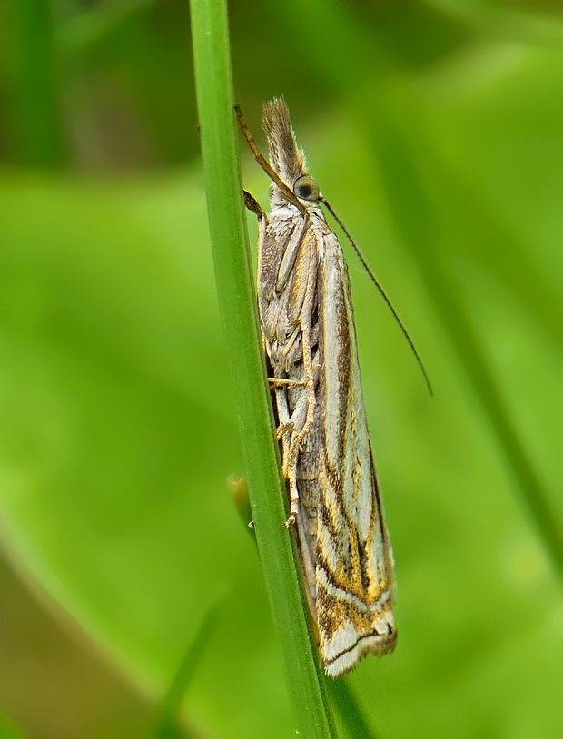 trávovec lúčny Crambus lathoniellus