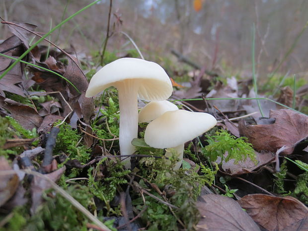 lúčnica snehobiela Cuphophyllus virgineus (Wulfen) Kovalenko