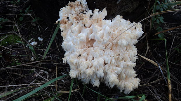 koralovec bukový Hericium coralloides (Scop.) Pers.